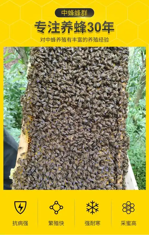 贵州中蜂蜂群 蜜蜂活体蜂群中蜂群土蜂 活体出售 三脾带箱带王【图片