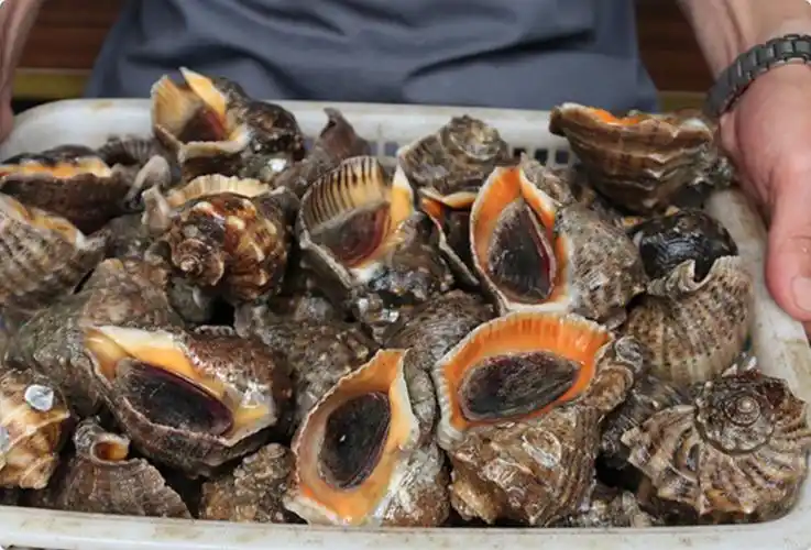 大海螺鲜活海螺鲜活超大特大海螺新鲜海鲜青岛水产鲜活花螺田螺贝类2