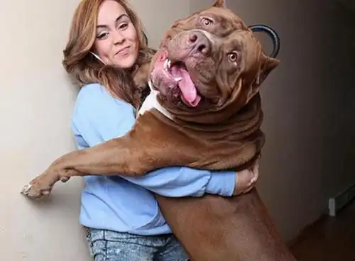 结语:你是怎样抱狗狗的?