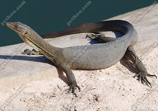 水巨蜥的亚种分类