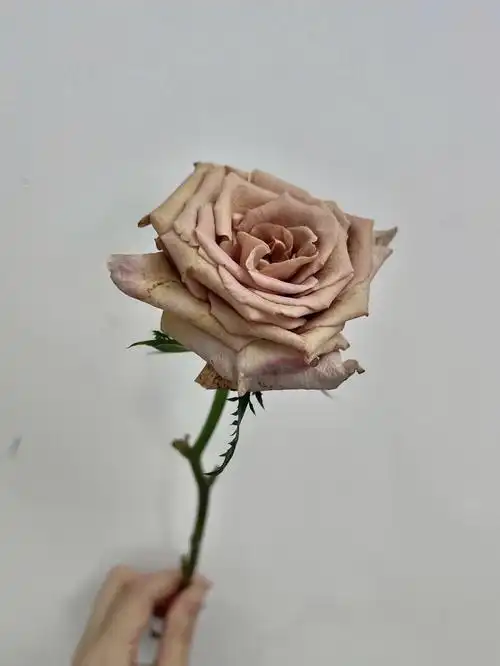 day124每日一花摩卡玫瑰