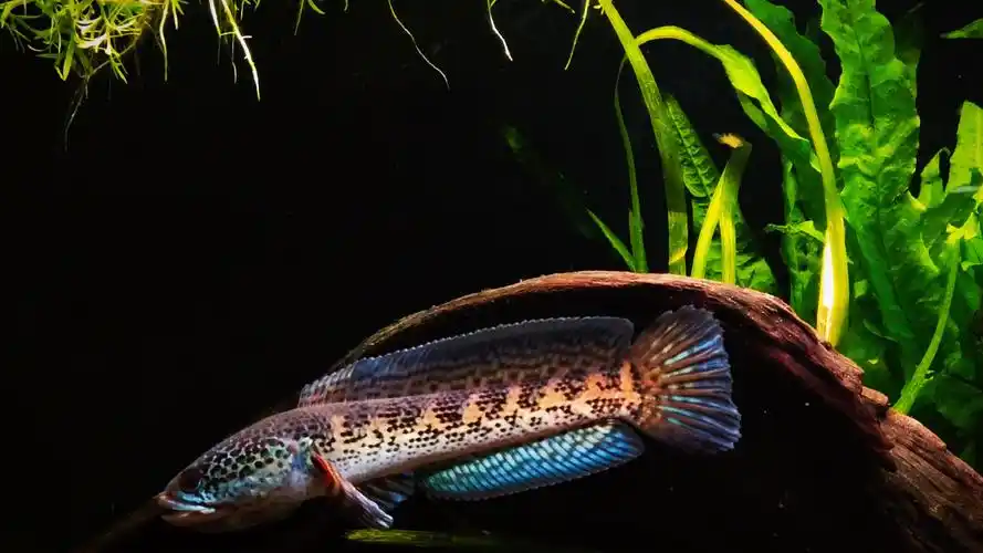 小馒头心情好的一天黄金眼镜蛇雷龙