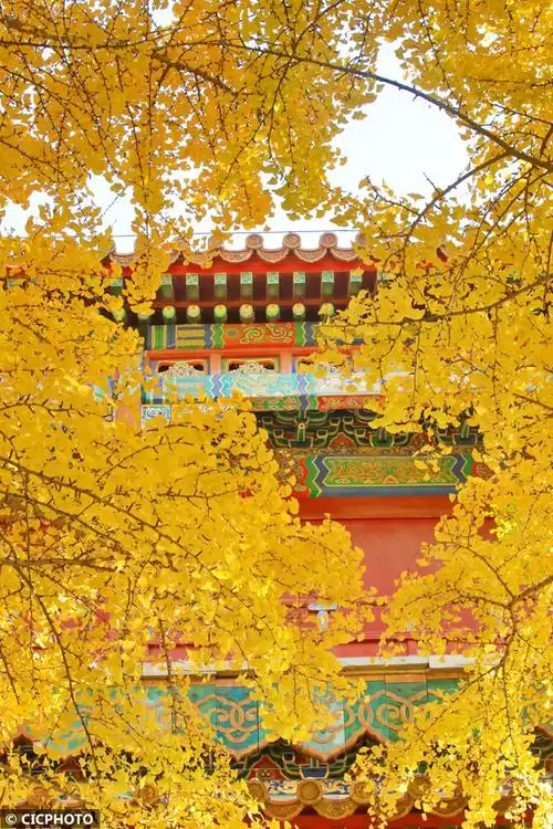 北京:故宫赏秋正当时|北京市|秋景|故宫_新浪新闻