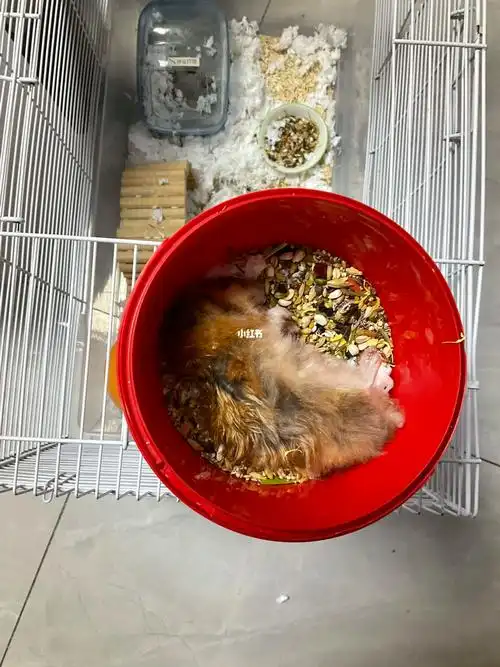 突然去世的金丝熊