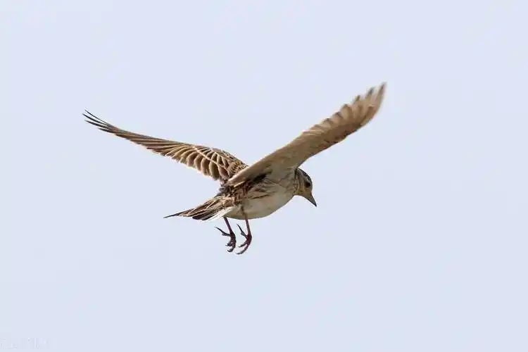 百灵鸟儿双双飞,是为了爱情来歌唱:请您以爱的名义