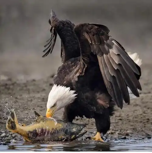 鹰跟雕原来是有区别的你知道它们的区别在哪里吗
