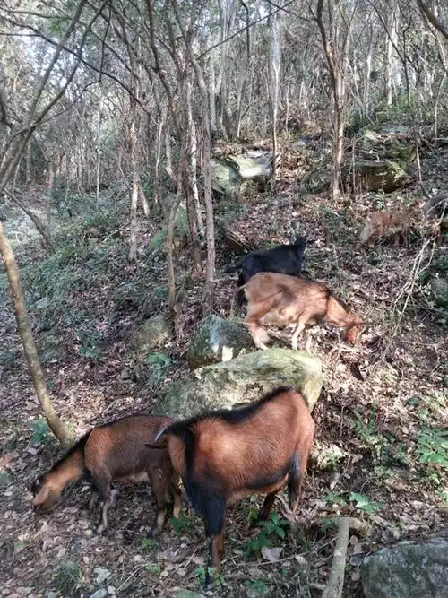 岳西天峡发现野山羊羊群出没
