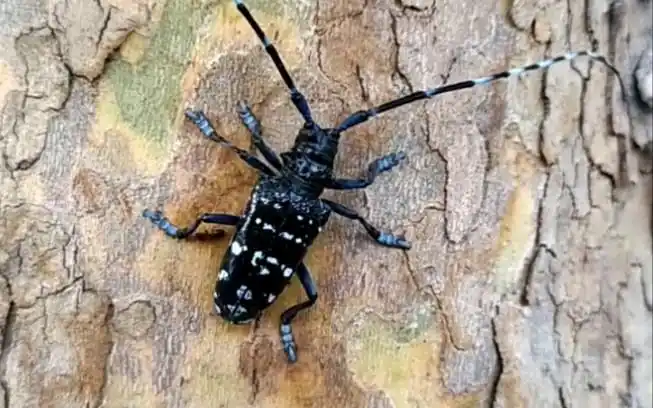 儿时的记忆浓夏老水牛