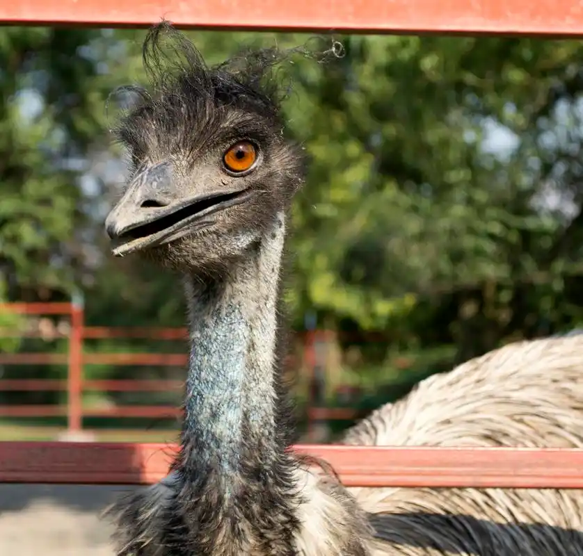 鸵鸟头特写,鸵鸟头特写