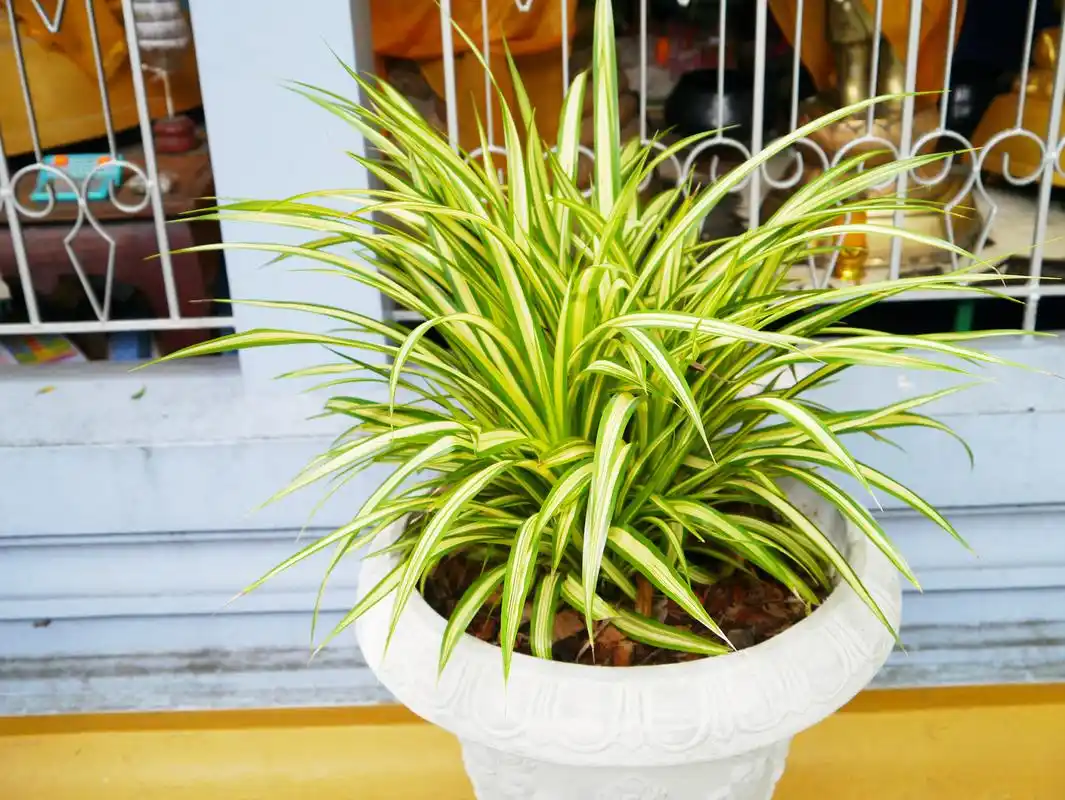 极易存活的金边吊兰,无论你是养花小白还是植物杀手都可以轻松驾驭