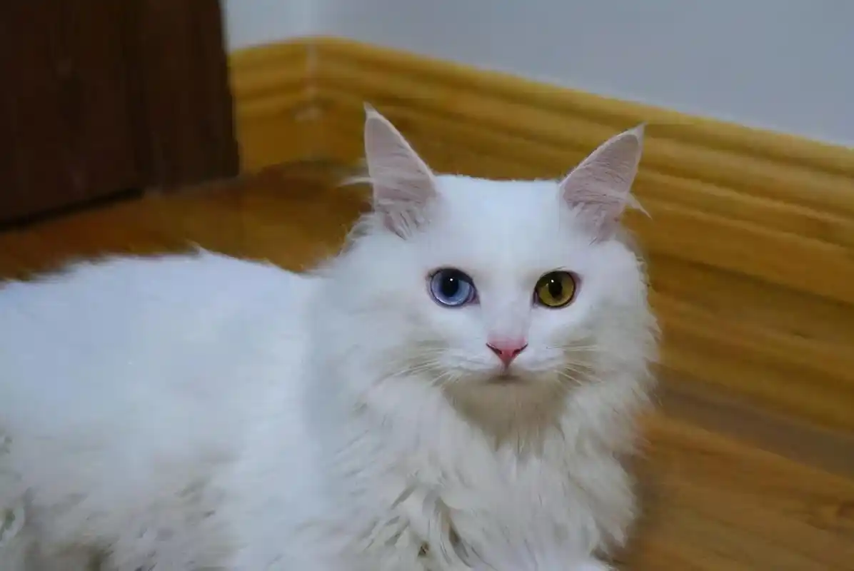 中华田园猫的品种有哪些(中华田园猫图鉴分类) - 网志笔记