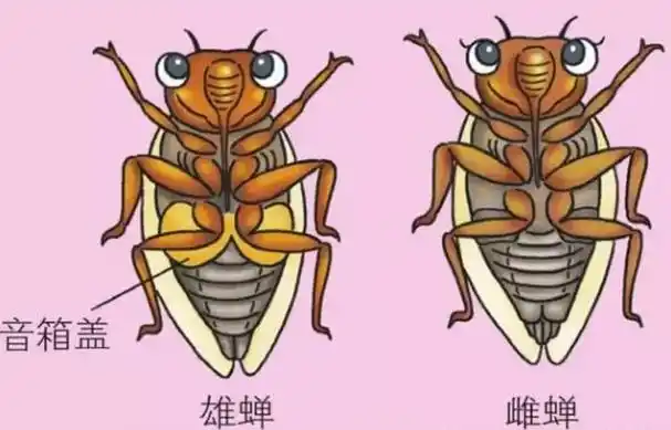 蝉的生长过程是怎么样的(知了生长过程图解)-第31张图片
