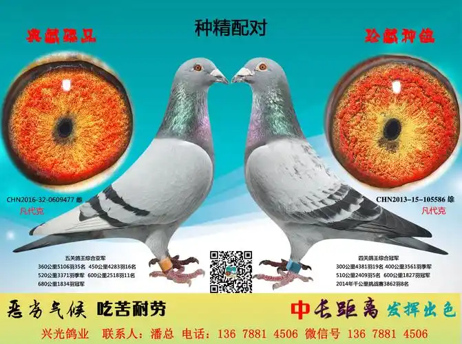 种精配对_兴光鸽业-中信网爱鸽商城