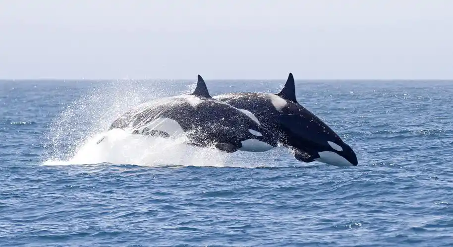 sea wonder: orcas