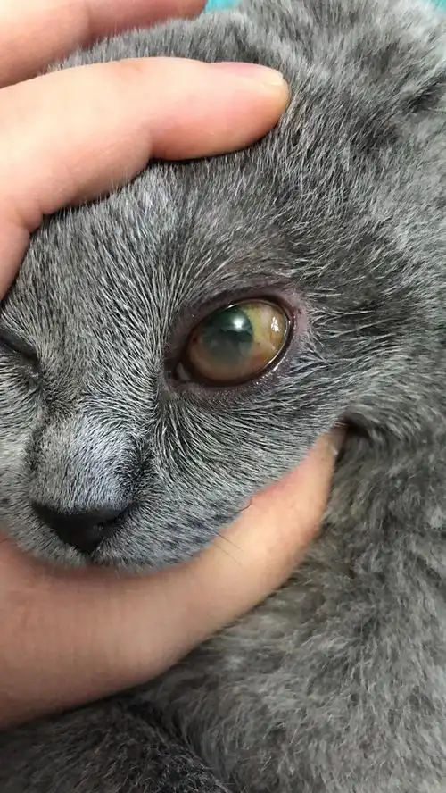 求助猫眼睛像是蒙了一层雾