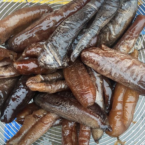 渔水肴深海大乌参茄参速冻即食特大乌参新鲜冷鲜无泥沙 1斤【尝鲜装】