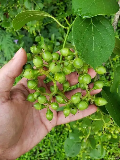 摘要:马钱子是一种独特而具有神奇效果的草本植物,以其特殊的外观和