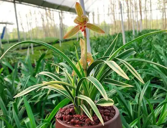 金边兰花一棵多少钱金边兰草图片及价格