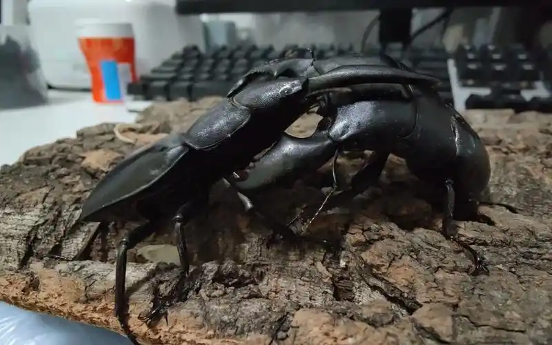 巴拉望巨扁vs苏门答腊巨扁_哔哩哔哩_bilibili