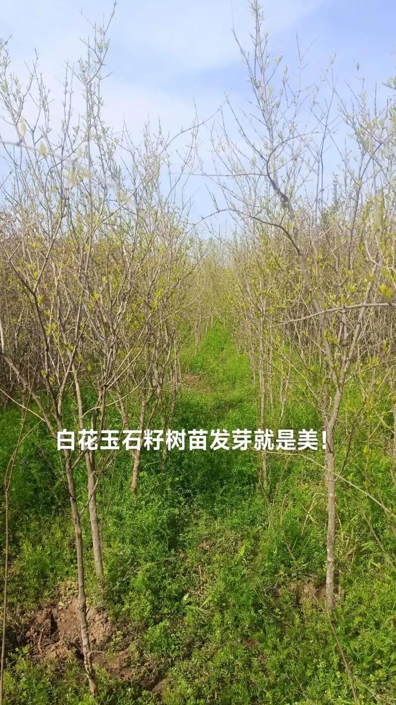 白花玉石籽石榴树苗发芽了就是好看.种在地里,种在院子里,盆里 - 抖音
