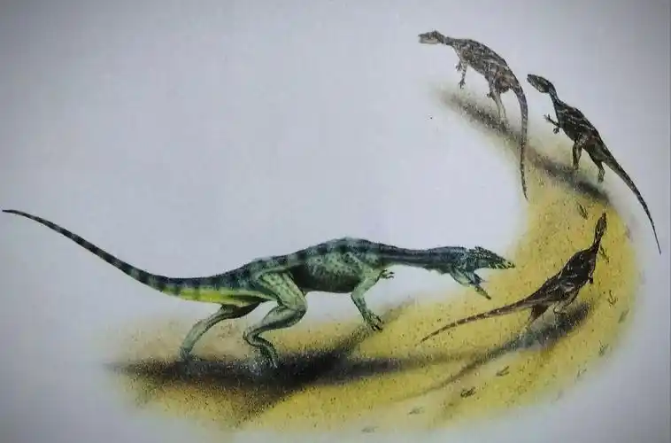 合踝龙(syntarsus)