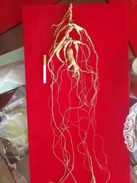 人民大会堂吉林厅百年山参 百年老参