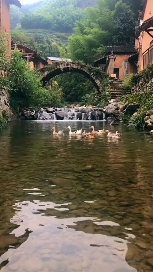 真正的世外桃源,小桥流水人家,还有一群鸭