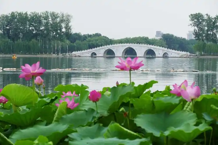 夏天的荷塘,总是让人们流连忘返的好地方,水清景美花艳,看不够的好