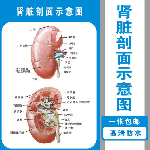 肾脏剖面示意解剖图 医学宣传贴图 人体器官解剖图展板 医院布置