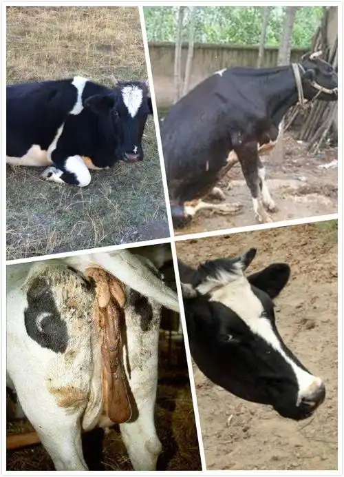 奶牛为什么会缺钙?会导致哪些问题?_九天生物科技有限公司