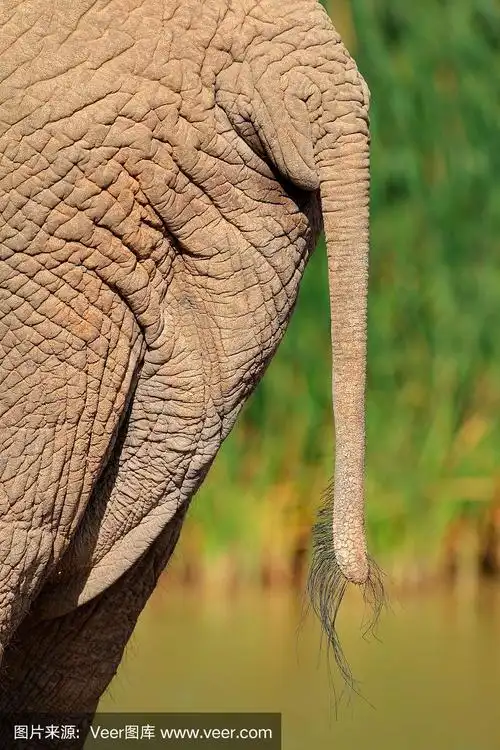 非洲象的尾巴