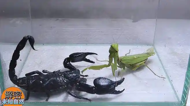 帝王蝎vs螳螂,帝王蝎与螳螂同箱,螳螂干不过满身盔甲的帝王蝎-动物