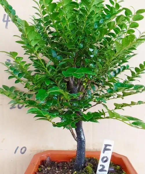 包邮小叶紫檀盆景室内绿植办公室植物紫檀树苗四季常青美观防幅射