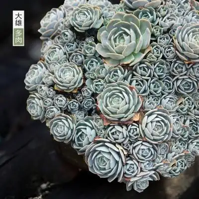 一物一拍安娜玫瑰氏石莲老桩群生大颗多肉植物多肉植物