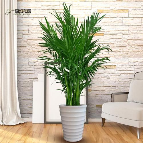 富贵椰子盆栽风水绿植开业乔迁客厅办公室内包大型绿植