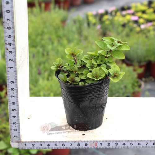 甜牛至希腊牛至黄金牛至奥勒冈披萨草香草花卉小盆栽苗