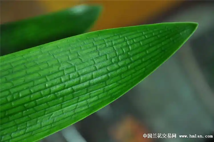 老派长脉鱼刺纹技师-君子兰-中国兰花交易网社区