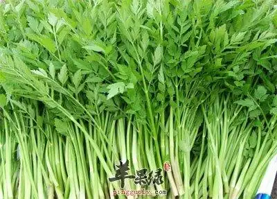 水芹菜的营养价值