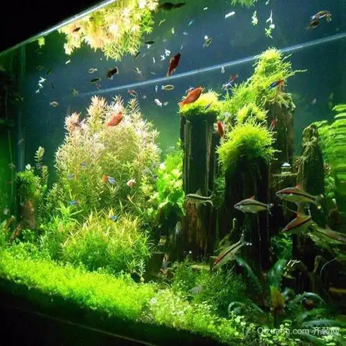 鱼缸造景需要哪些材料