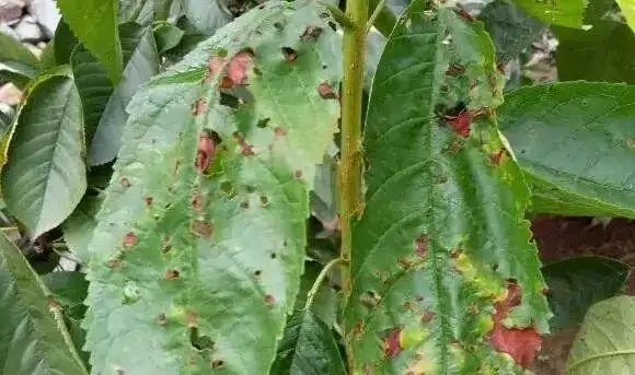 是懒病吗?大樱桃褐斑病预防要勤劳 !