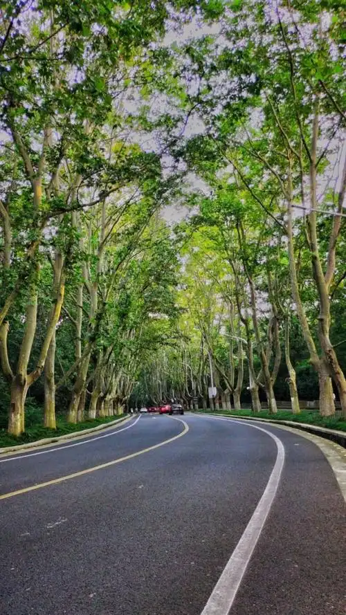 中山陵林荫大道