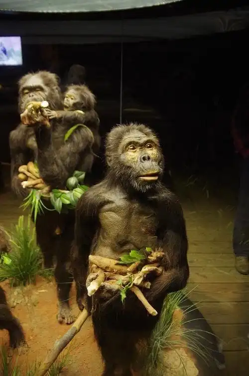 南方古猿的大脑像人还是像猿?科学家从"小露西"头骨上找到答案