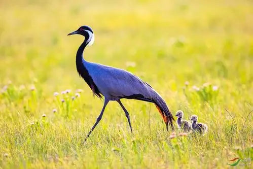 挺起胸膛向前走~~蓑羽鹤