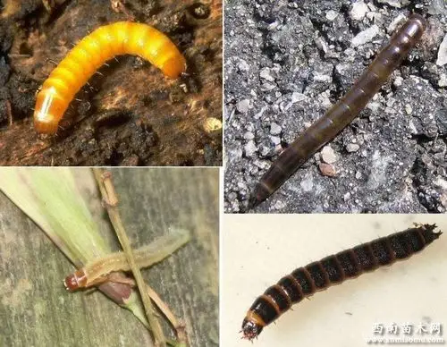 常见蛀食茎干的害虫有哪些?怎样防治?