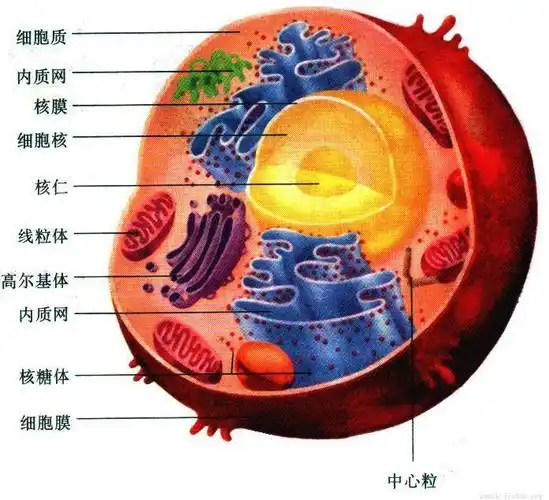 细胞内部结构这是最简单的开始,实际每个细胞都像一座繁华的大都市