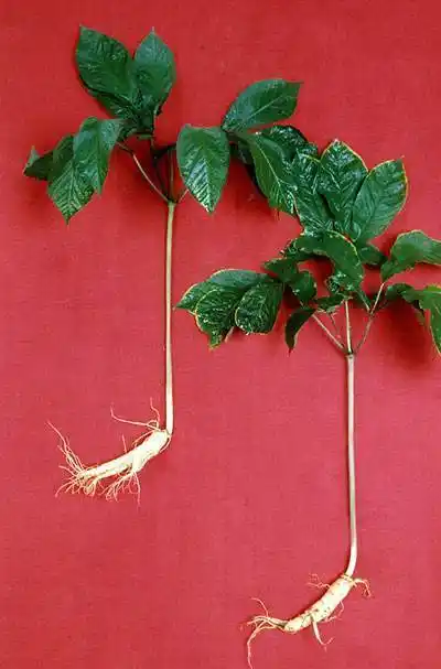 野人参清晰图片大全右边是家参