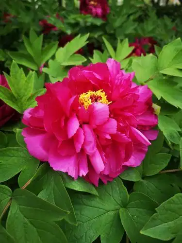 牡丹国色天香是富贵吉祥的象征,唯有牡丹真国色花开之后雍容华贵端庄