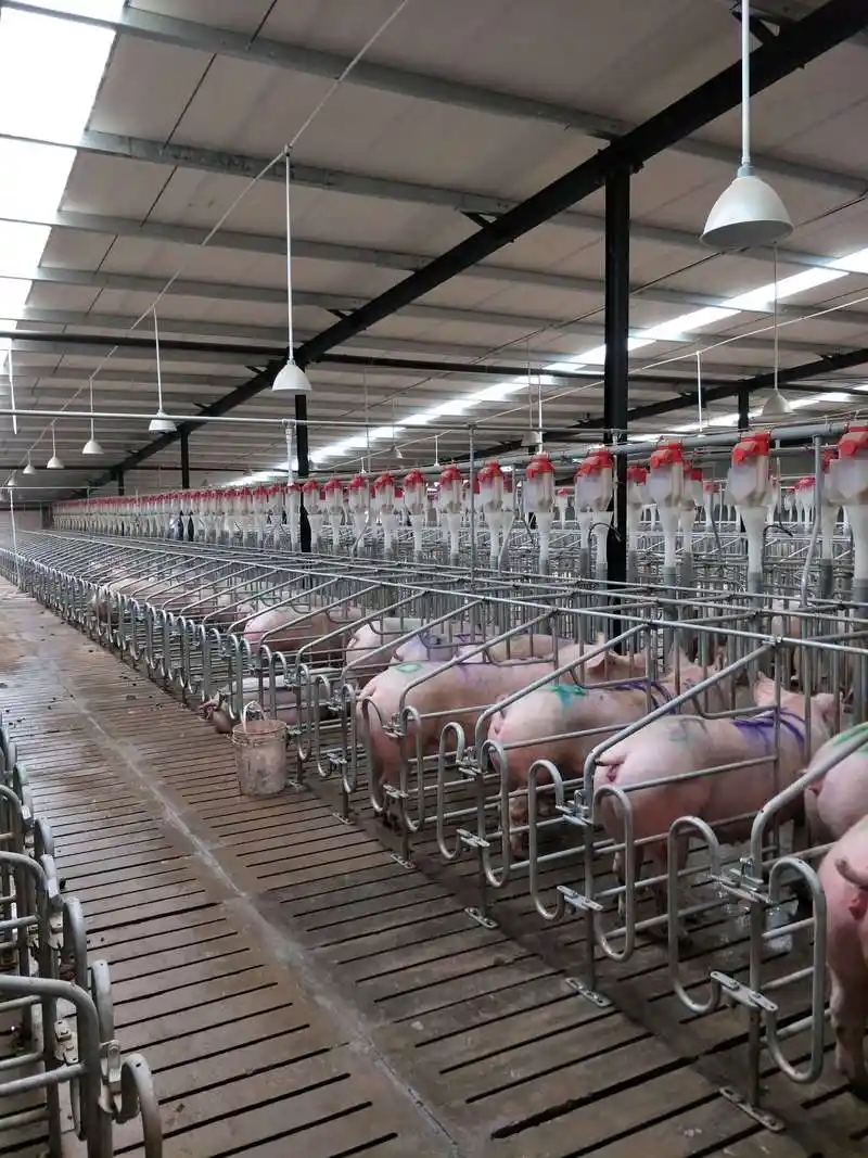 给大家看看正邦在广西的繁育猪场内部照片