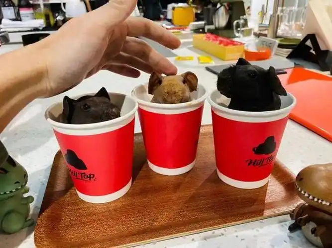 小豚鼠,改变了大南美|荷兰|豚鼠|南美_新浪新闻