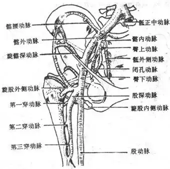 2014年临床医师解剖学辅导:臀部的血管和神经